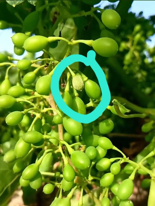 المرض والعلاج والوقايه منه